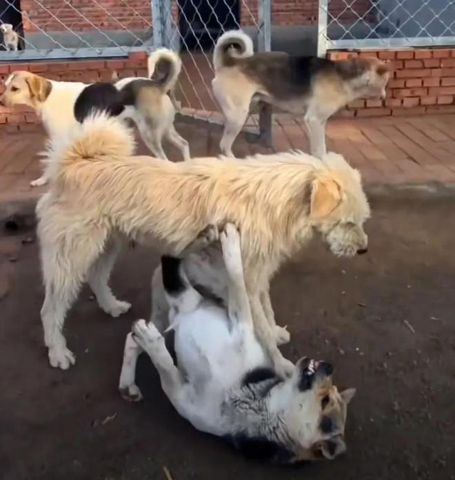 九游体育：让几亿老外跪服中国土狗火爆海外！一查竟是老祖宗严选品种？(图3)