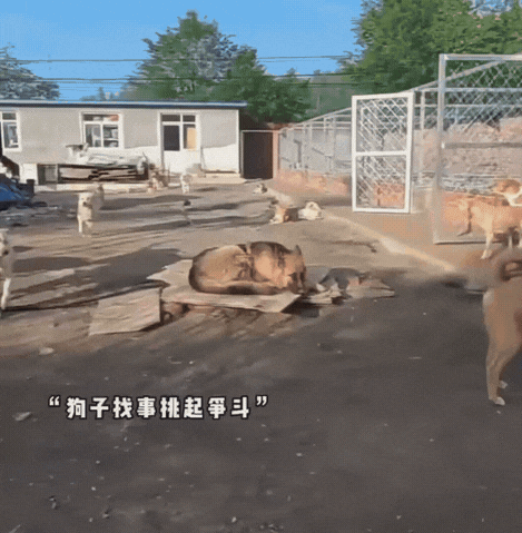 九游体育：让几亿老外跪服中国土狗火爆海外！一查竟是老祖宗严选品种？(图2)