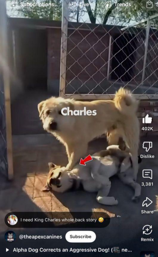 九游体育：让几亿老外跪服中国土狗火爆海外！一查竟是老祖宗严选品种？(图6)