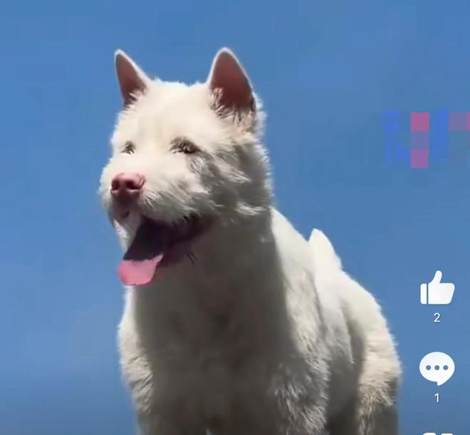 九游体育：让几亿老外跪服中国土狗火爆海外！一查竟是老祖宗严选品种？(图7)