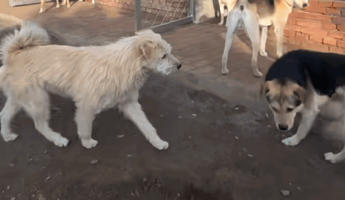 九游体育：让几亿老外跪服中国土狗火爆海外！一查竟是老祖宗严选品种？(图9)