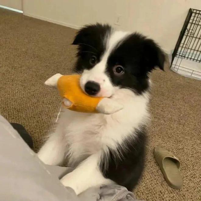 小型犬狗粮品牌排行榜：了解最新营养趋势与优质选择(图1)