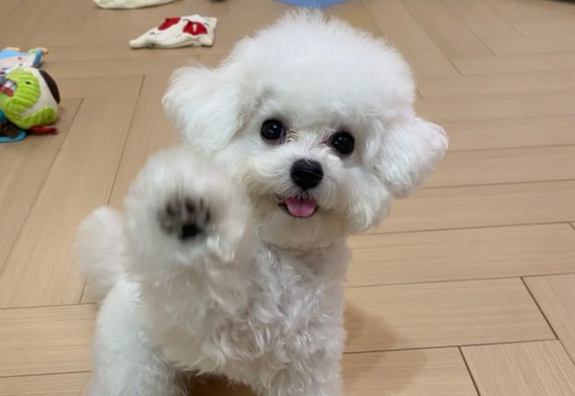 九游体育：便宜肉多的狗粮什么牌子的好？口碑最好的十大狗粮使用体验分享(图2)