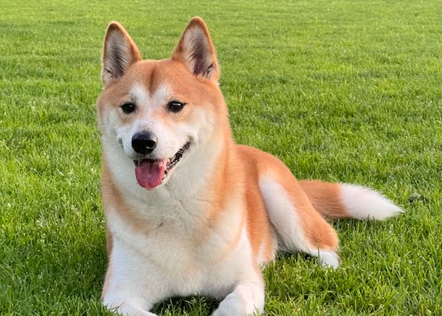 新手平价狗粮什么牌子的好？2025全价狗粮排行榜前三推荐(图2)