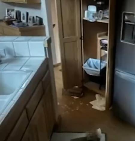 美国一头黑熊“私闯民宅”狂吃狗粮后叼着一包薯片离开(图2)