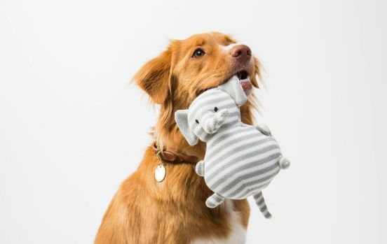 从 “吃饱” 到 “吃好” 亚宠展解锁年轻养宠人科学喂养新主张(图1)