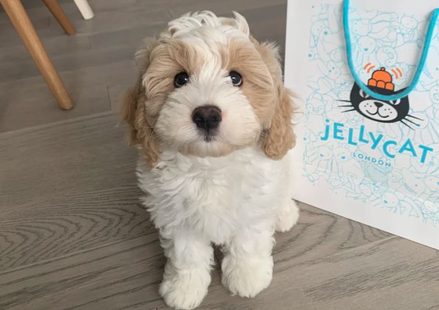 什么狗粮便宜质量又好一点的？适合平价党便宜又好吃的狗粮推荐(图2)