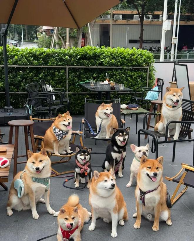 九游官网入口：500亿之上持续增长：淘天与中国宠物经济不断探索新边界(图2)