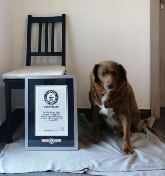 九游app：“世界上最老的狗”波比去世4个月后被吉尼斯官方剥夺了此头衔(图3)