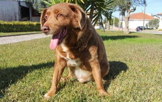 九游app：“世界上最老的狗”波比去世4个月后被吉尼斯官方剥夺了此头衔(图4)