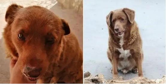 九游app：“世界上最老的狗”波比去世4个月后被吉尼斯官方剥夺了此头衔(图6)