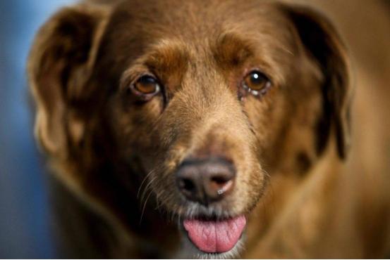 九游app：“世界上最老的狗”波比去世4个月后被吉尼斯官方剥夺了此头衔(图13)