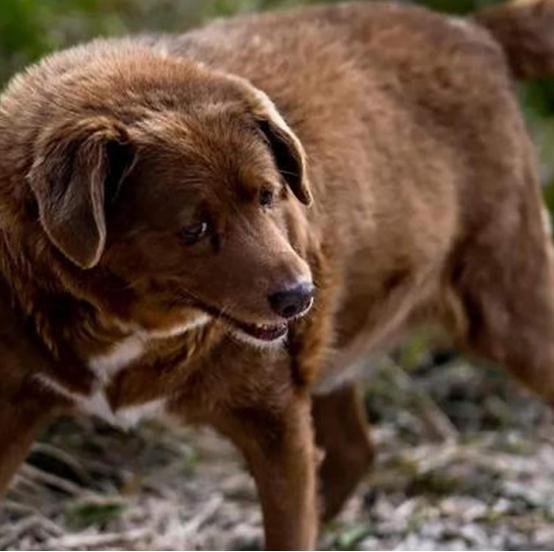 九游app：“世界上最老的狗”波比去世4个月后被吉尼斯官方剥夺了此头衔(图9)