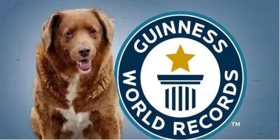 九游app：“世界上最老的狗”波比去世4个月后被吉尼斯官方剥夺了此头衔(图8)