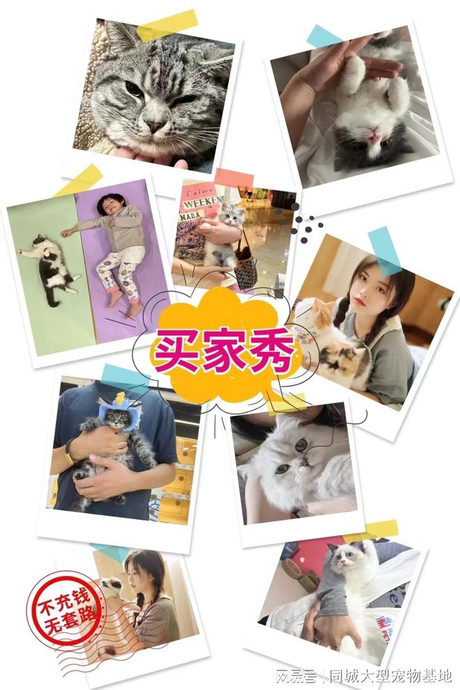 江门宠物猫狗哪里买靠谱？这里买宠物放心还能去实体店挑选(图5)