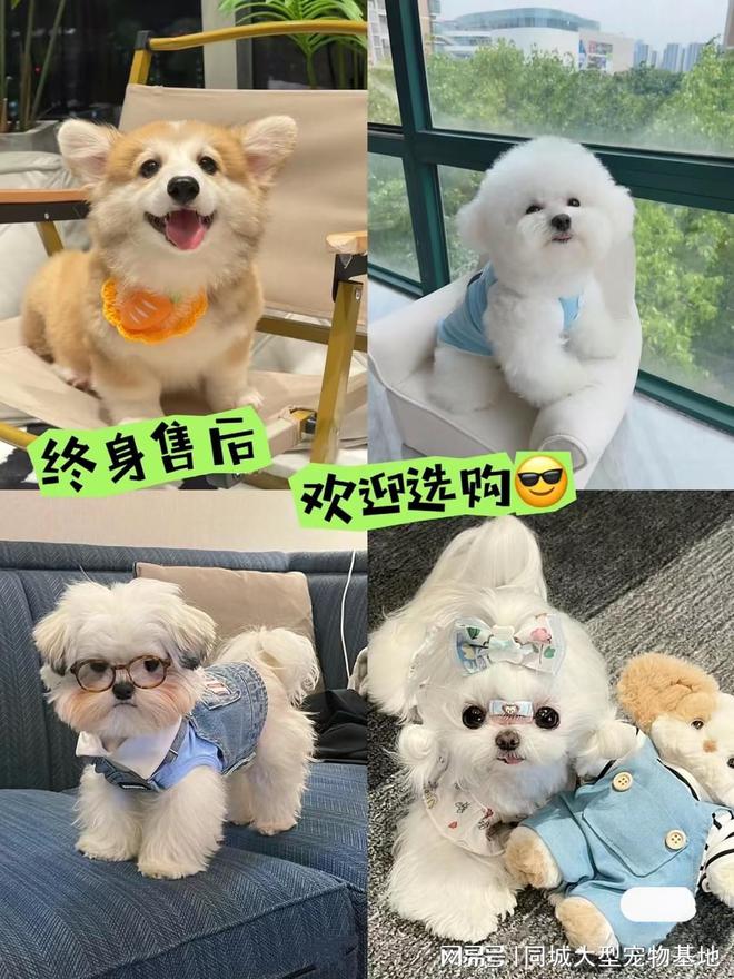 江门宠物猫狗哪里买靠谱？这里买宠物放心还能去实体店挑选(图2)