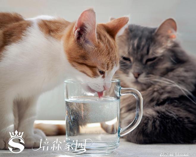 别让“喝水”成为宠物健康的隐形杀手(图2)