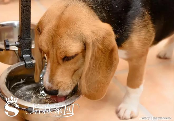 别让“喝水”成为宠物健康的隐形杀手(图3)
