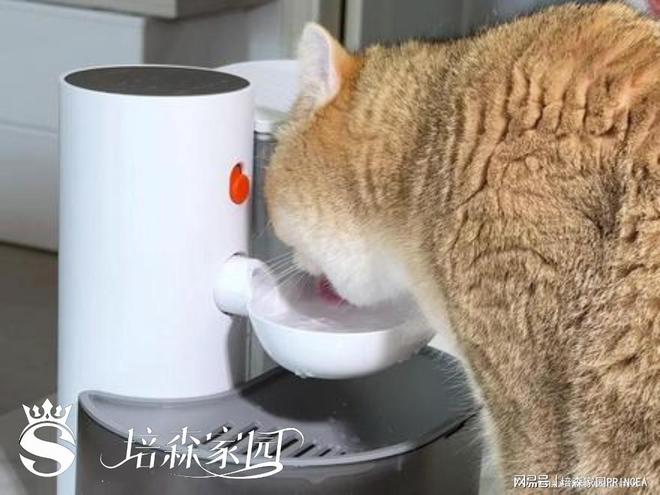 别让“喝水”成为宠物健康的隐形杀手(图4)