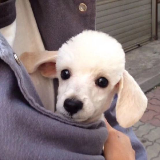 贵宾犬吃什么狗粮最好？选什么类型的狗粮？试试这几款！(图2)