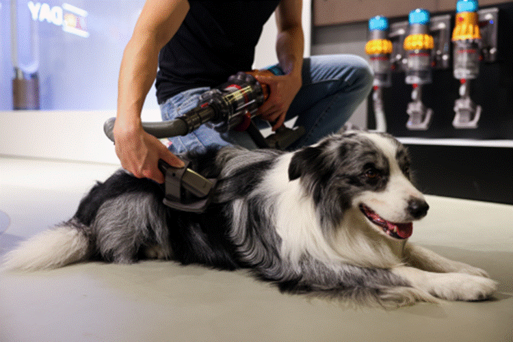 九游官网入口：让科技融入爱宠日常 戴森全面解决方案打造宠物科学“家”(图4)