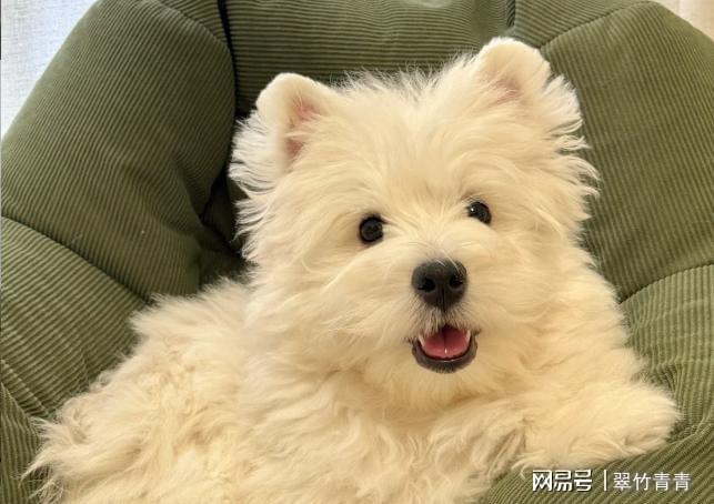 高性价比狗粮怎么选？2025口碑最好的十大狗粮排名分享(图2)