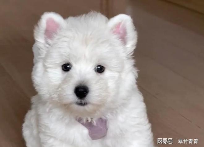 高性价比狗粮怎么选？2025口碑最好的十大狗粮排名分享(图1)