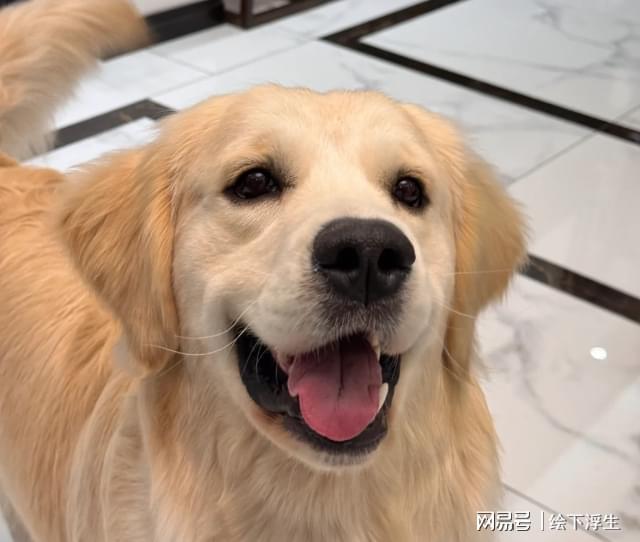 九游体育：什么牌子的狗粮质量好又不贵？高质量狗粮最新排名前3分享(图2)