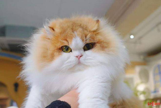 “东北星期宠”传言调查：繁育着最多的猫狗“也背负了最多的差评”｜红星调查(图5)