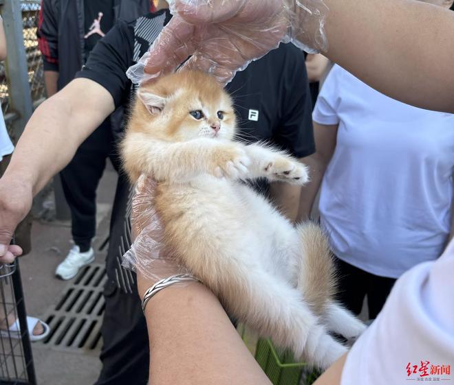 “东北星期宠”传言调查：繁育着最多的猫狗“也背负了最多的差评”｜红星调查(图6)