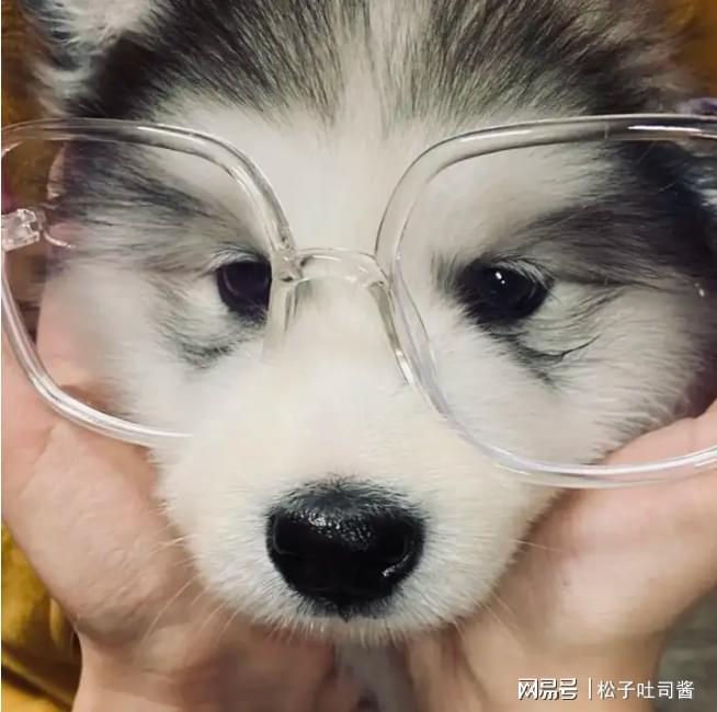 狗不吃狗粮怎么办？狗粮排行榜选什么？营养好吃的3款分享(图2)