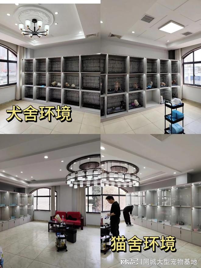 福州买狗买猫的地方在哪里？这里有你想要的还能亲自挑选宠物哦(图4)
