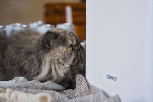 宠物健康饮食新选择CEWEY F10宠物料理机引领鲜食风潮(图7)