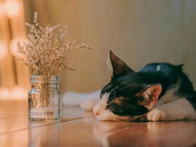 宠物中医调理：健康管理新趋势你准备好了吗？(图2)