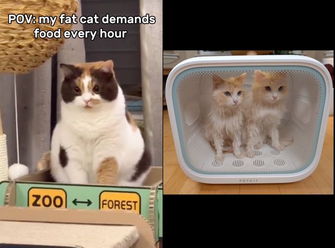 10亿之后踩坑复盘：我为什么决定“做窄” 对话PETKIT小佩CEO(图4)