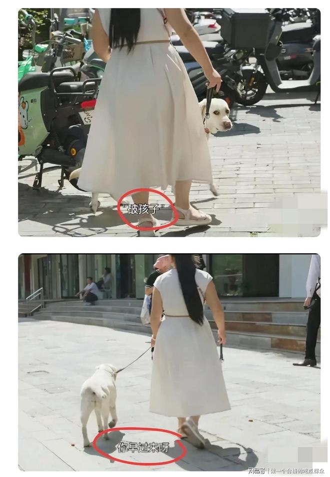 九游官网入口：导盲犬芬迪后续：接回视频曝光说芬迪“破孩子” 再引众怒(图5)