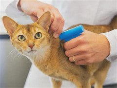 品牌 ｜为TA守护 一马当先 澳博天纯×2025西安马拉松领跑TA健康(图1)