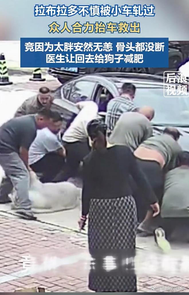 网爆：“狗子被车碾竟因太胖安然无恙”新闻火了(图1)