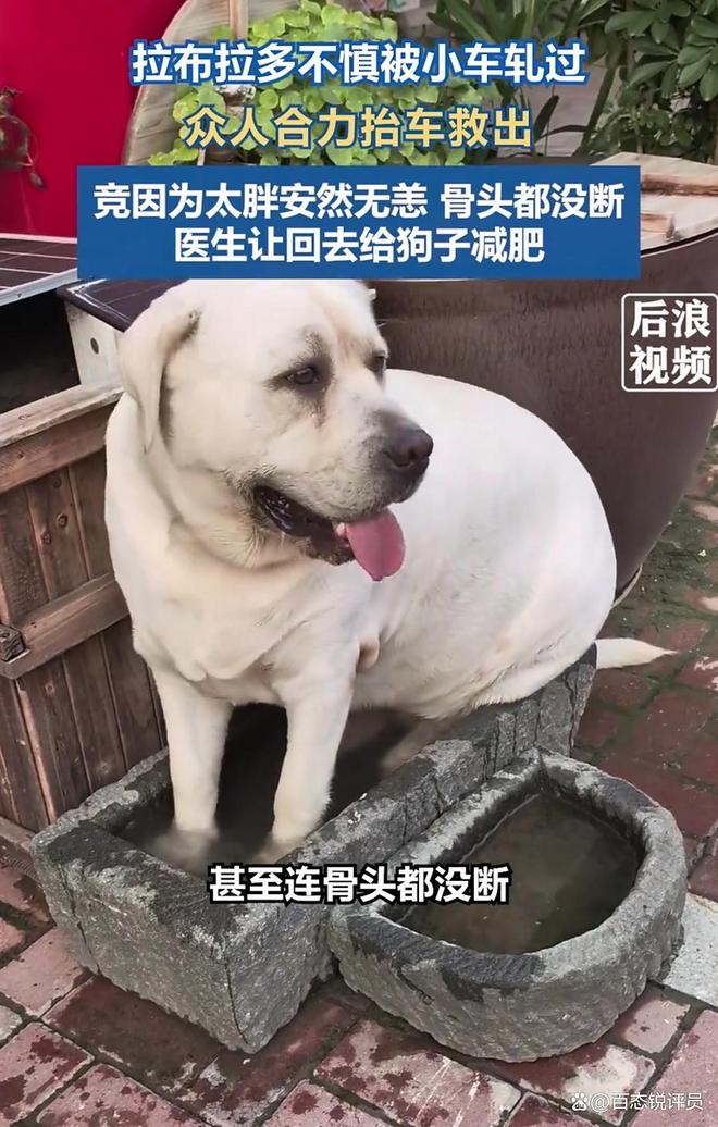网爆：“狗子被车碾竟因太胖安然无恙”新闻火了(图2)