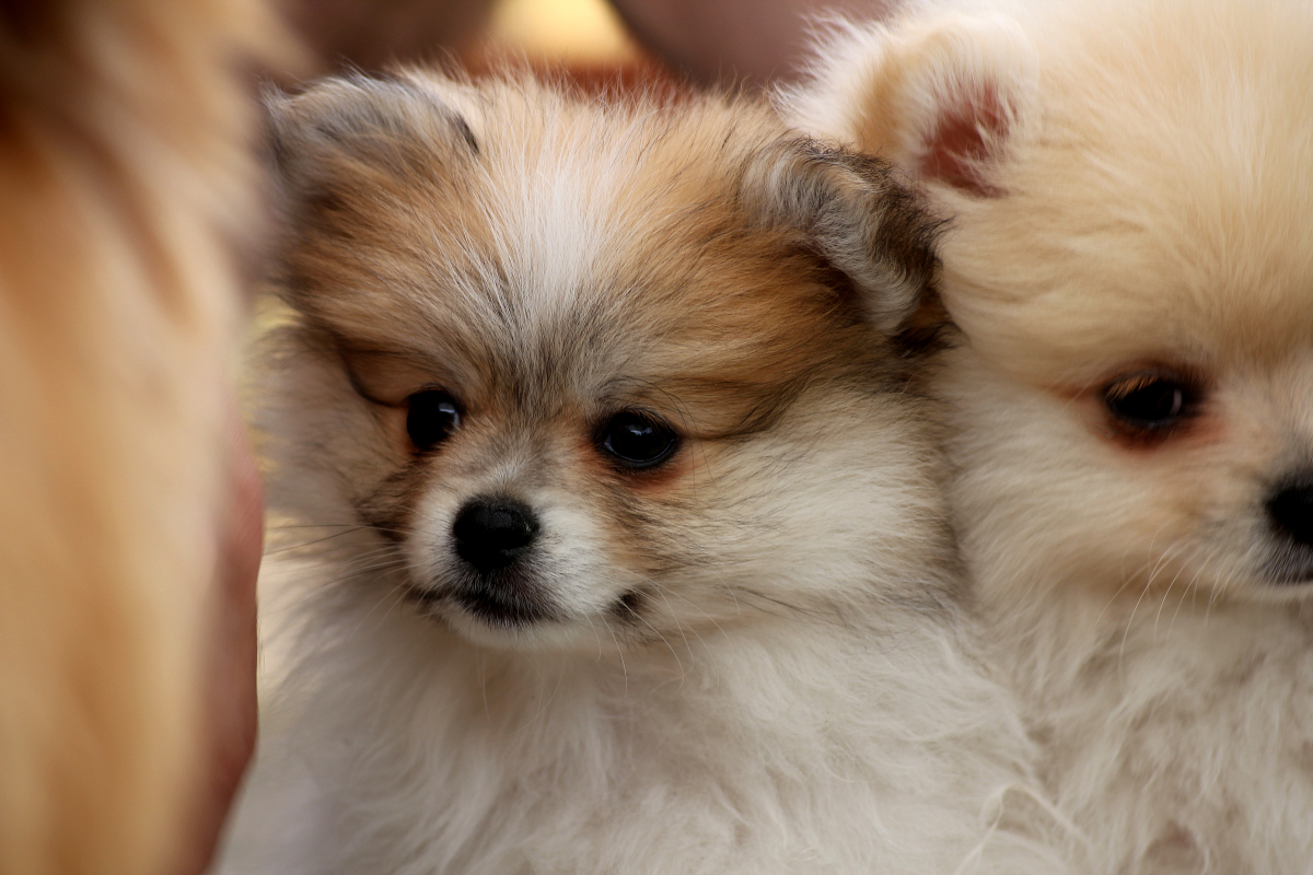 九游体育：2025中国宠物经济行业发展现状与产业链分析(图1)