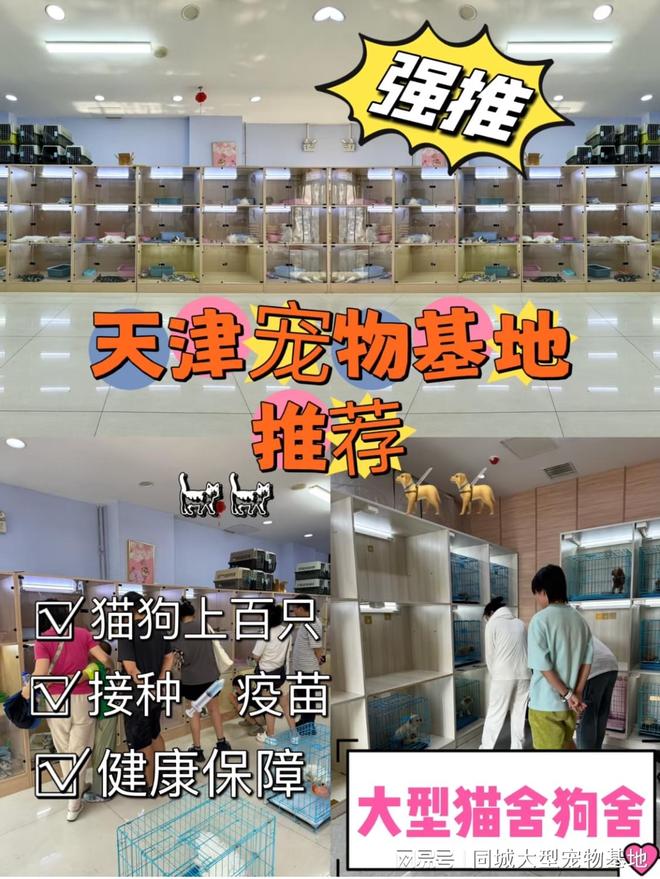 天津宠物猫狗哪里买靠谱？包你安心能当面挑选自己心仪的宠物(图1)