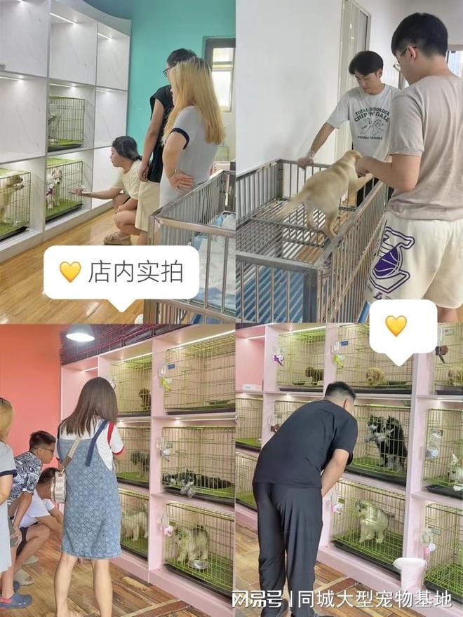 天津宠物猫狗哪里买靠谱？包你安心能当面挑选自己心仪的宠物(图4)