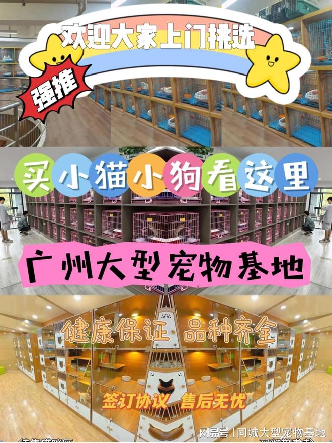 广州宠物猫狗哪里买靠谱？包你安心能当面挑选自己心仪的宠物(图1)