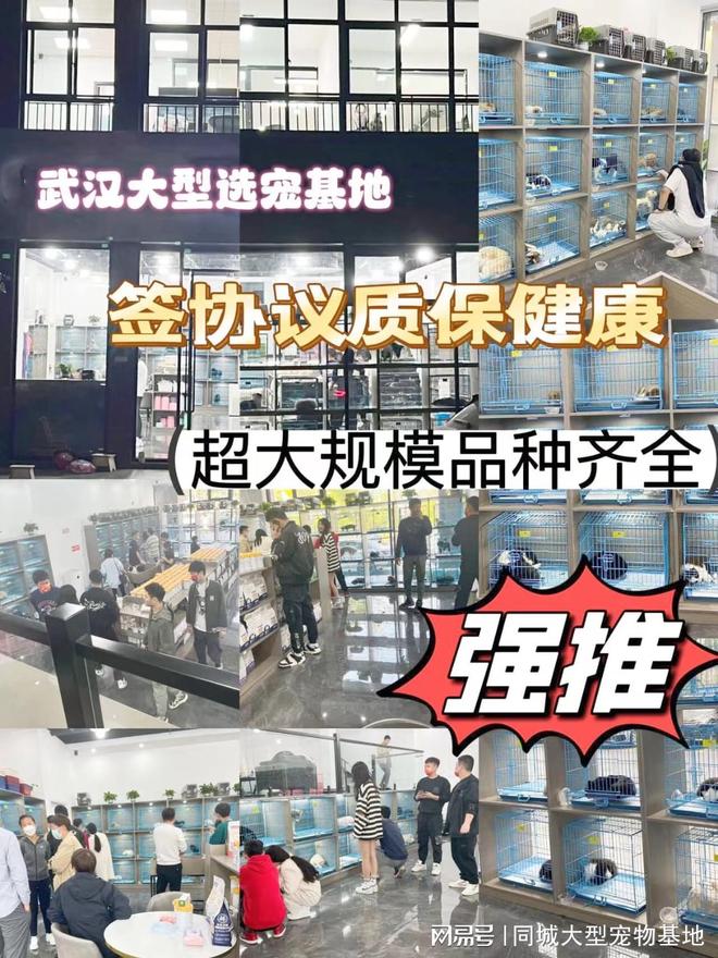 九游官网入口：武汉宠物猫狗哪里买靠谱？包你安心能当面挑选自己心仪的宠物(图1)