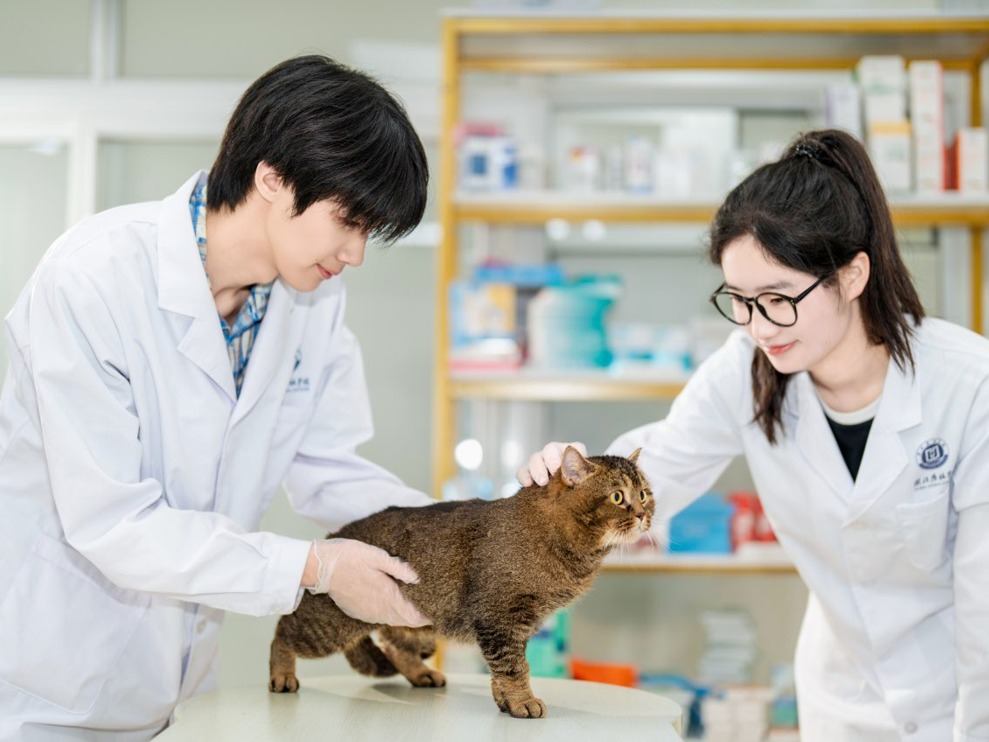 九游官网入口：【定海神针】宝山180米凌云步道、宠物友好餐厅……敢来这里“云中漫步”吗？(图1)