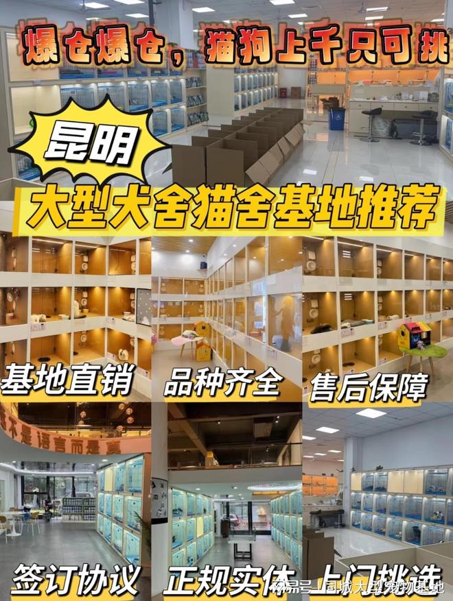 九游体育：昆明买狗买猫的地方在哪里？这里有你想要的还能亲自挑选宠物哦(图1)