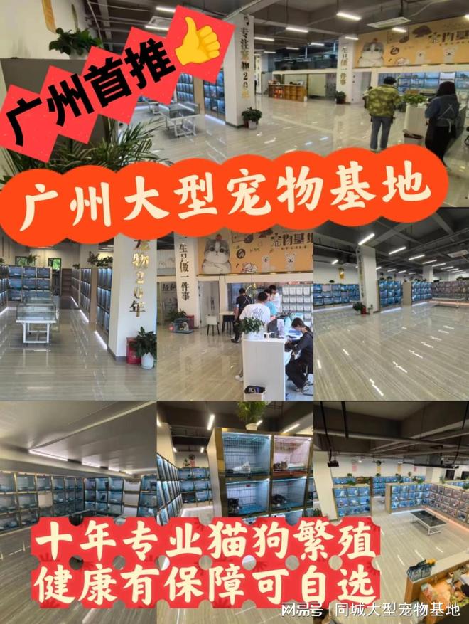 九游官网入口：广州哪里可以买宠物猫狗？安全可靠可实体店挑选心仪的宠物！(图1)