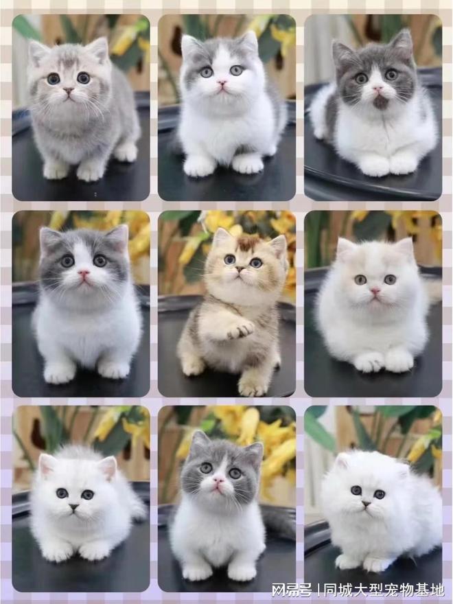 长沙宠物猫狗哪里买靠谱？这里安全可靠还能实地选宠物不虚此行(图3)