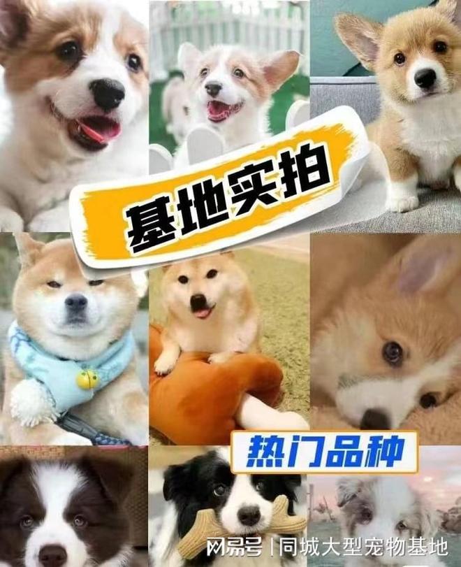 九游体育：长沙哪里买宠物靠谱安全？这里有你想要的还能亲自挑选宠物哦(图4)