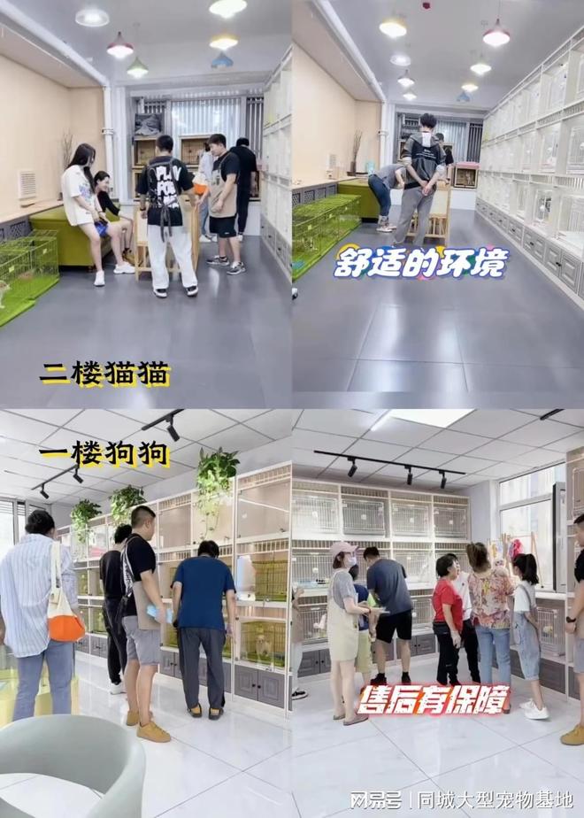 杭州哪里卖宠物猫狗的选择性多？这里专业安全可亲自挑选宠物(图4)